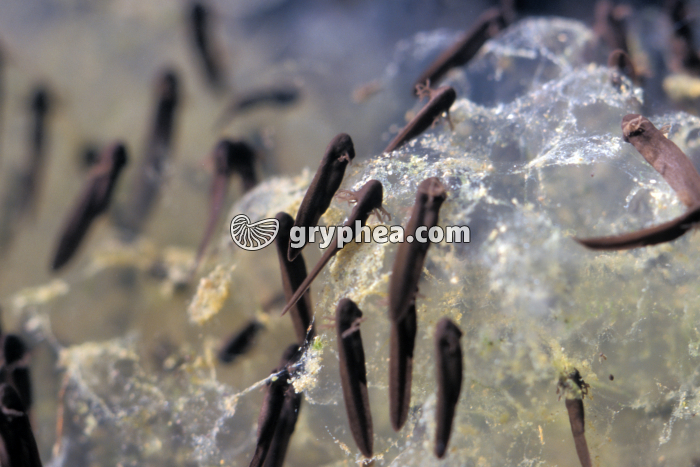 Grenouille rousse - Eclosion des oeufs et sortie des jeunes tétards - gryphea.com